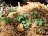 Potentilla reptans