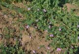 Erodium cicutarium