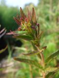 Epilobium glandulosum