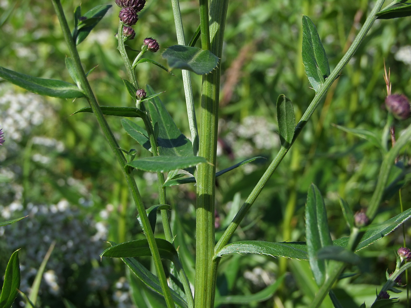 Изображение особи Cirsium setosum.