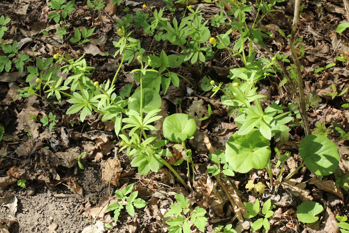 Изображение особи Ranunculus cassubicus.