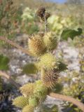 Xanthium orientale