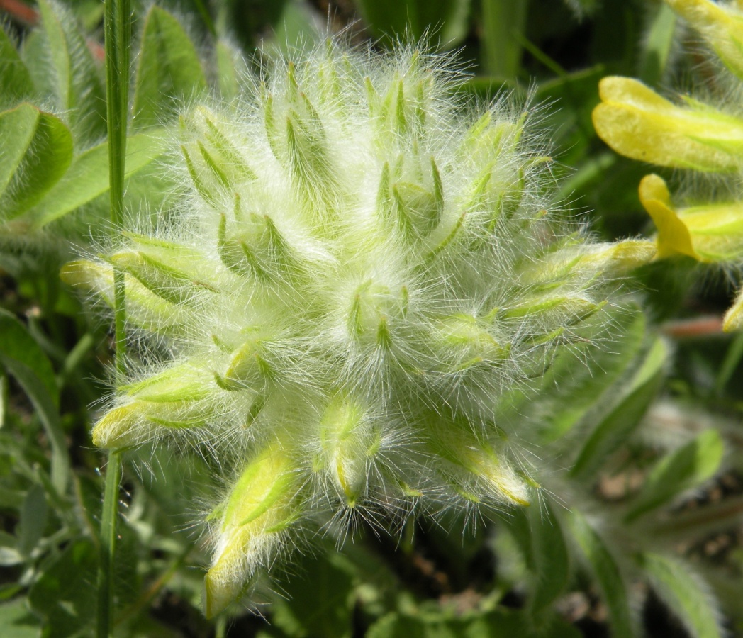 Изображение особи Astragalus dasyanthus.