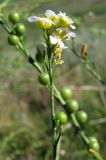 Crambe koktebelica