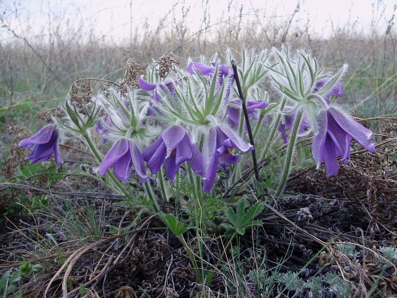 Изображение особи Pulsatilla turczaninovii.