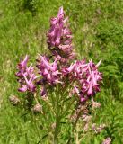 Corydalis multiflora. Верхушка соцветия. Хабаровский край, Ванинский р-н, с. Кенада. 29.06.2005.