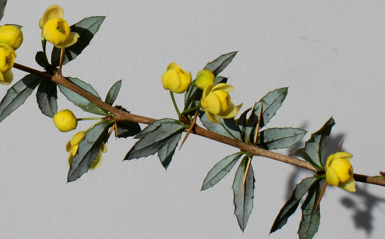 Изображение особи Berberis verruculosa.