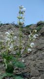 Salvia verbascifolia