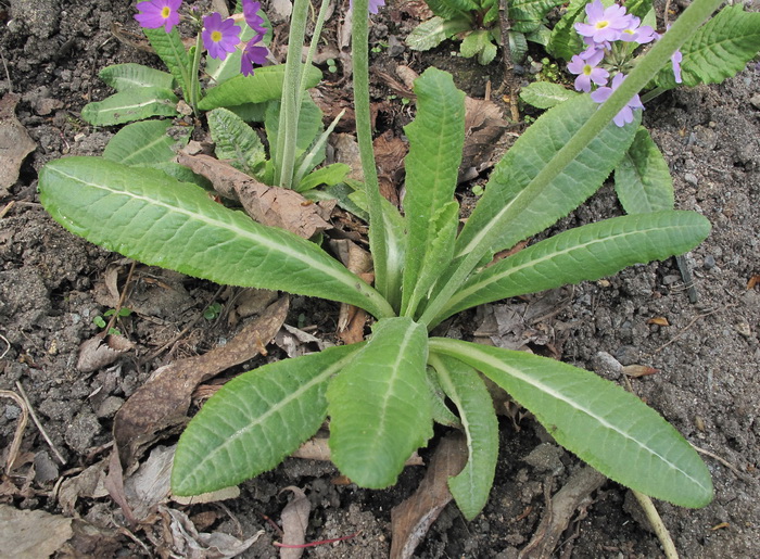 Image of Primula denticulata specimen.