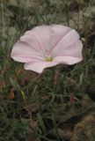 Convolvulus cantabrica