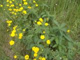 Potentilla chrysantha