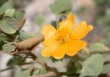 Abutilon fruticosum. Цветок. Israel, Judean Desert. Декабрь 2006 г.