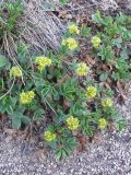 Sibbaldia procumbens