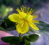 Hypericum maculatum. Верхушка побега цветущего растения (верхние листья поражены мучнисторосяным грибом Erysiphe hyperici). Украина, Ивано-Франковская обл., Косовский р-н, с. Шешоры. 8 сентября 2013 г.