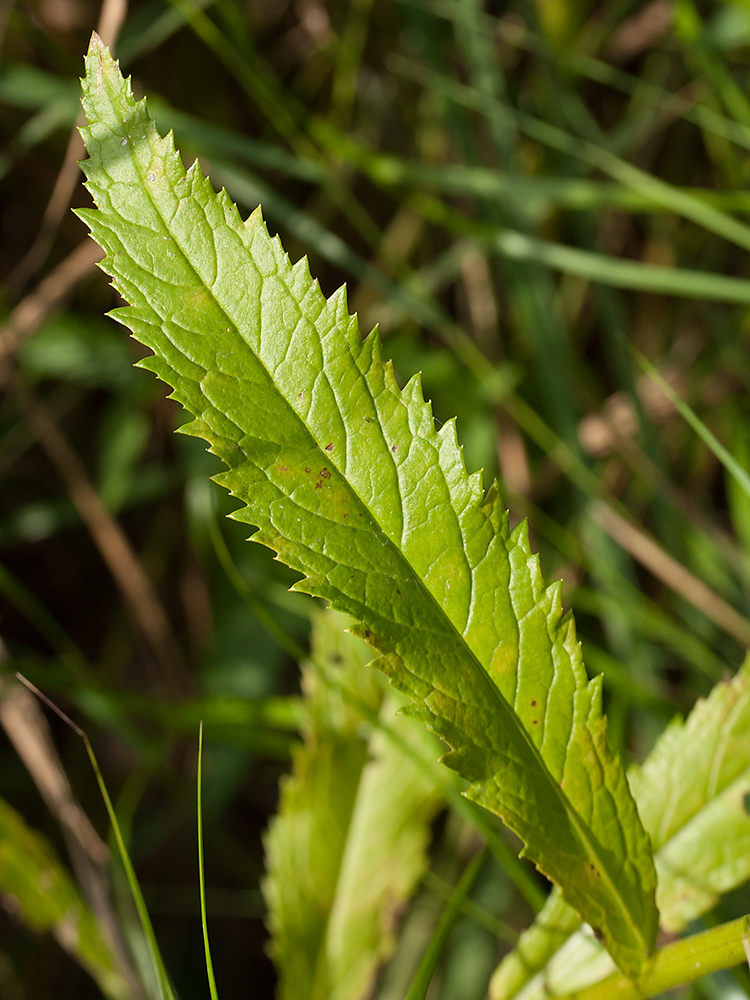 Изображение особи Senecio paludosus.