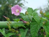 Calystegia spectabilis