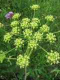 Heracleum sibiricum. Соцветие. Вологодская обл., Великоустюгский р-н, урочище Опоки, правый берег р. Сухона, край луга. 06.07.2013.