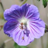 род Geranium