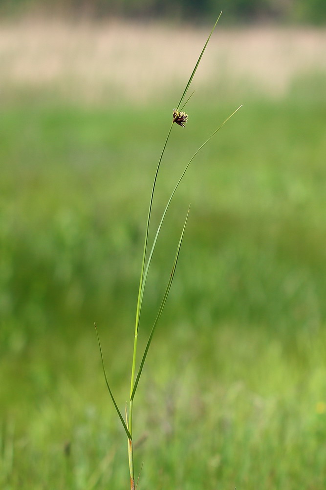 Клубнекамыш плоскостебельный (Bolboschoenus planiculmis)