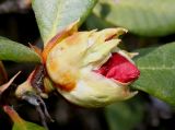 Rhododendron forrestii. Раскрывающийся бутон ('Baden Baden'). Германия, г. Дюссельдорф, Ботанический сад университета. 04.05.2014.