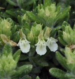 Teucrium подвид helianthemoides