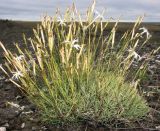 Dianthus klokovii