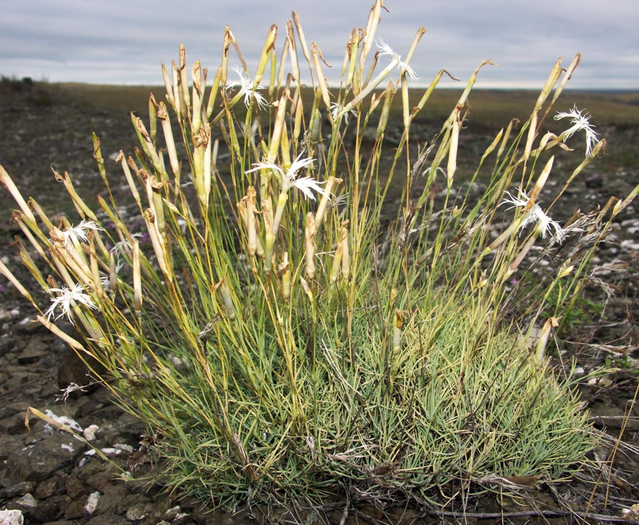 Изображение особи Dianthus klokovii.