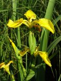 Iris pseudacorus