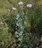 Papaver somniferum