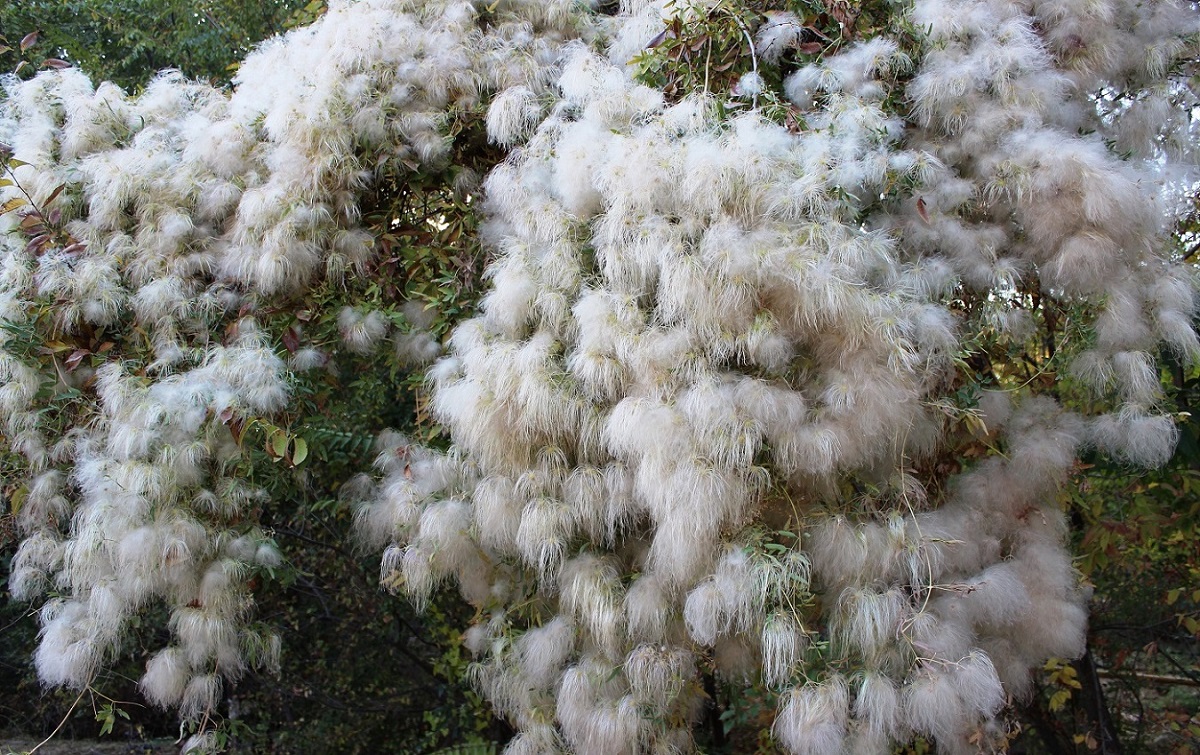 Изображение особи Clematis orientalis.