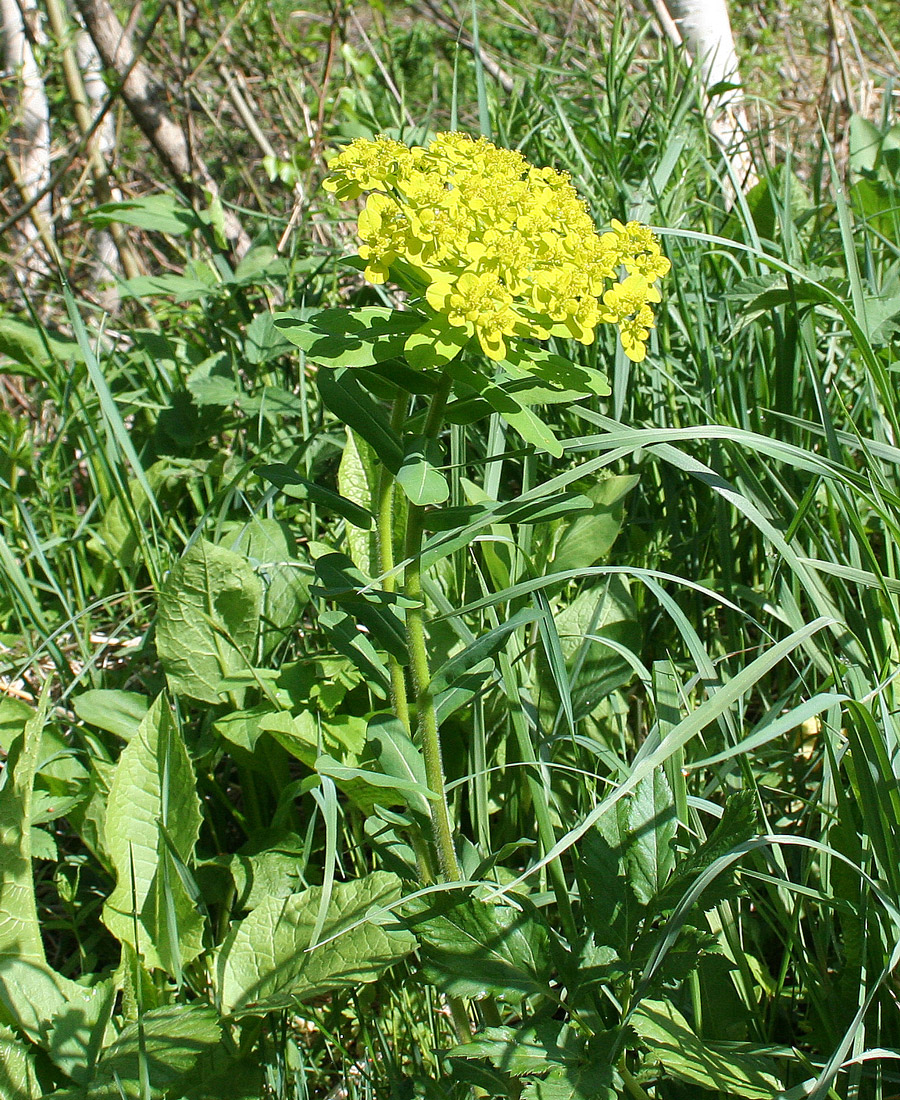 Image of Euphorbia pilosa specimen.