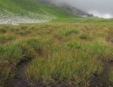 Carex transcaucasica. Аспект плодоносящих растений. Адыгея, Кавказский биосферный заповедник, Фишт-Оштенский массив, высокогорное плато на юго-восточном склоне горы, выс. ≈ 2200 м н.у.м., влажный луг. 13.08.2016.