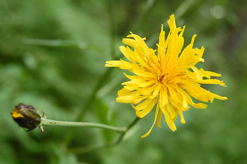 Изображение особи Crepis sibirica.