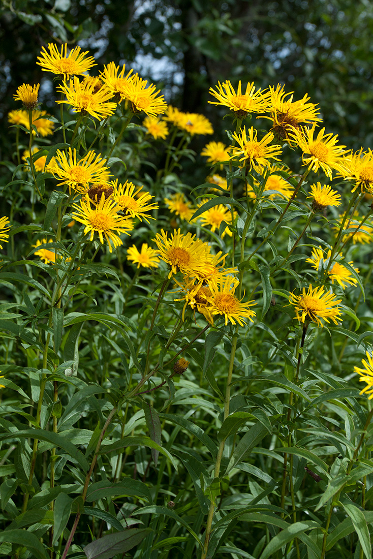 Изображение особи Inula salicina.