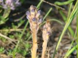 Orobanche coerulescens. Верхушки зацветающих растений. Иркутская обл., Ангарский р-н, окр. дер. Зуй, опушка леса. 30.06.2016.