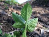 Chaerophyllum aromaticum