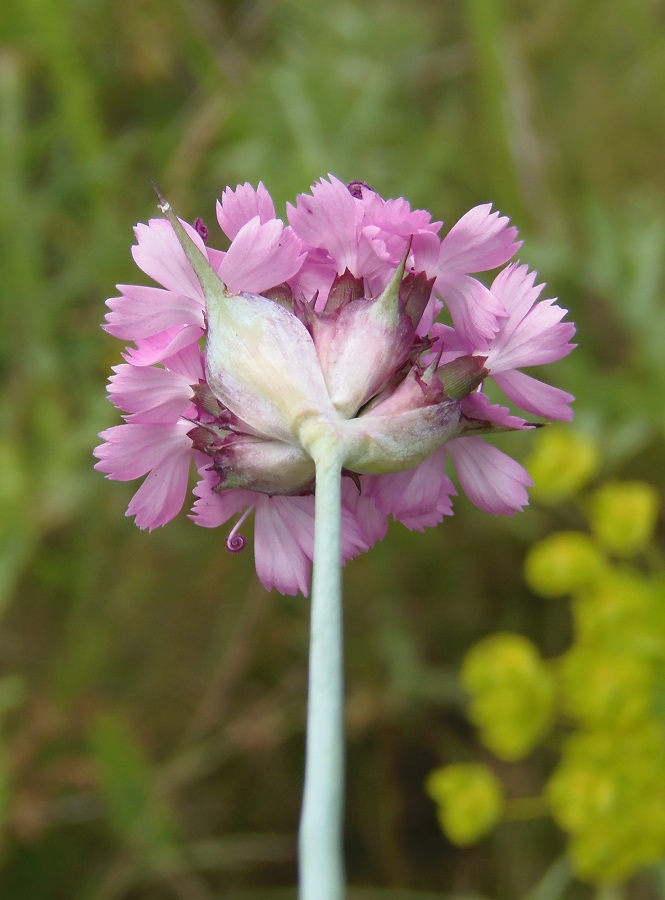 Изображение особи Dianthus andrzejowskianus.