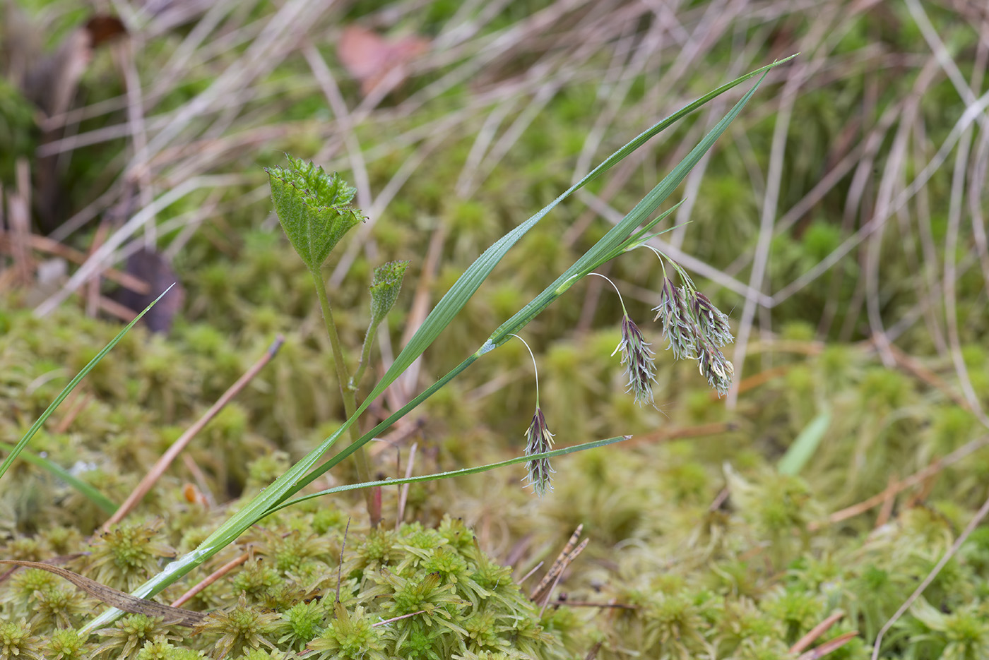 Изображение особи Carex paupercula.