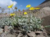 Potentilla hololeuca. Цветущее растение. Южный Казахстан, Таласский Алатау, запов. Аксу-Жабаглы, урочище Каскабулак, выс. 3250 м н.у.м., моренные отложения. 16 июля 2017 г.