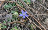 Cyananthus delavayi. Цветущее растение. Китай, Юньнань, горы Shibaoshan (Shibao Shan), окр. храма Шицзхон (Shizhong Temple), смешанный лес. 26 октября 2016 г.