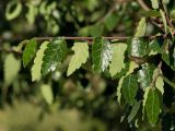 Zelkova abelicea. Верхушка веточки. Греция, о-в Крит, ном Ханья (Νομός Χανίων), дим Платаньяс (Δήμος Πλατανιά), горный массив Лефка Ори (Λευκά Όρη), урочище Ксилоскало (Ξυλόσκαλο), ≈ 1200 м н.у.м., зона отдыха у начала маршрута через Самарийское ущелье. 23 июня 2017 г.