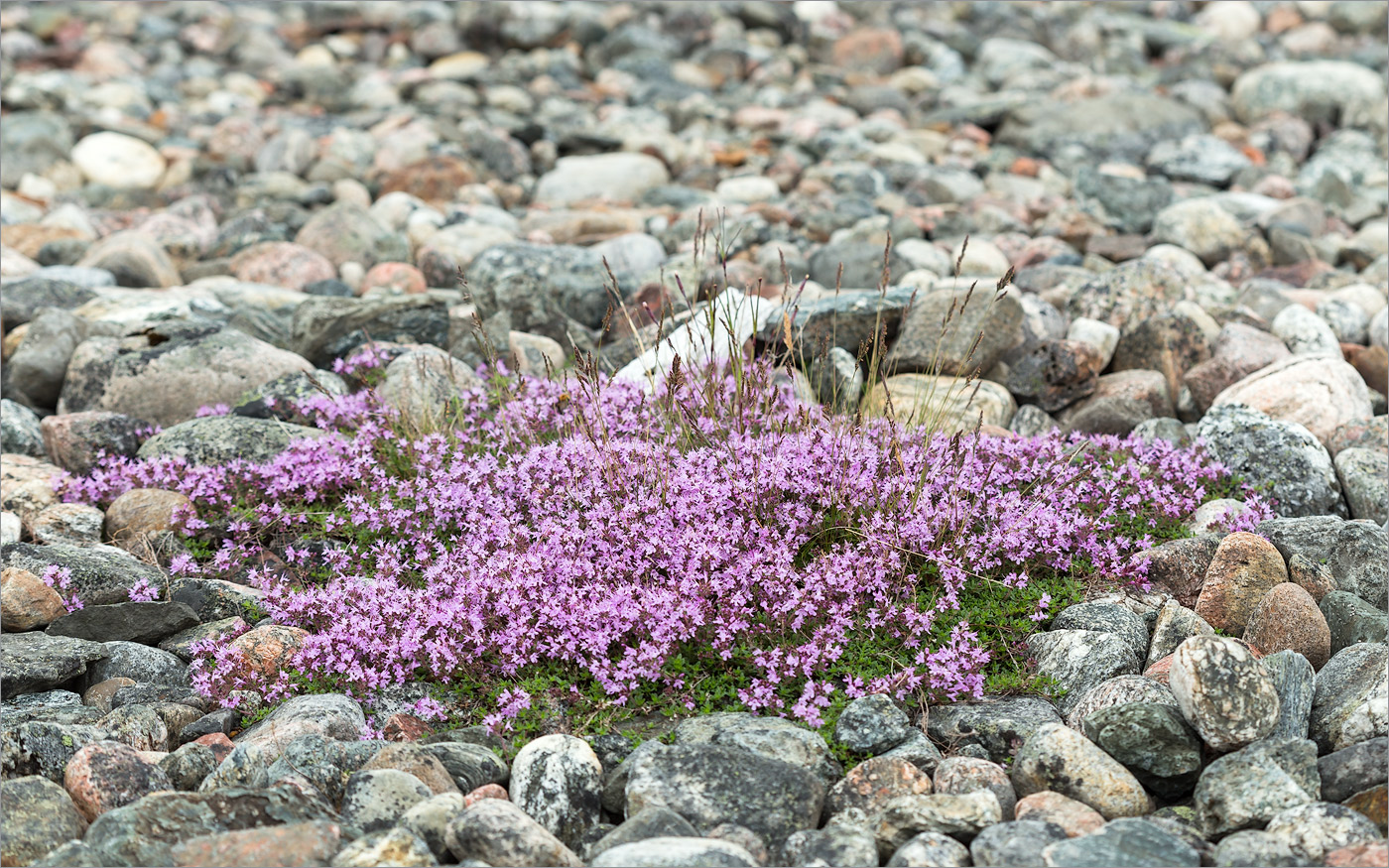 Изображение особи Thymus subarcticus.