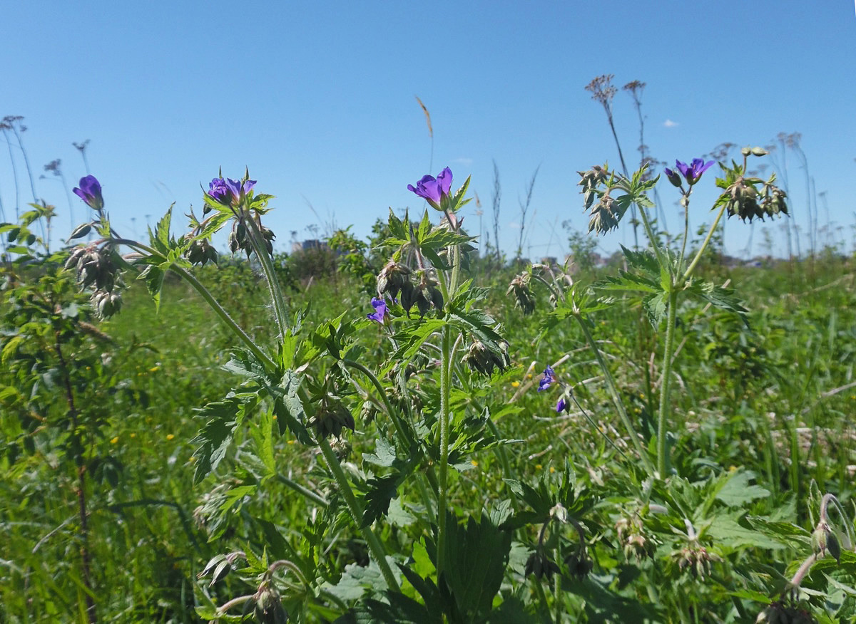 Изображение особи Geranium pratense.