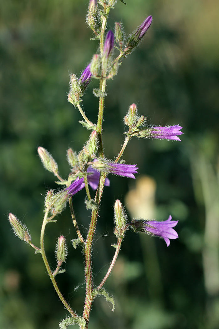 Image of Campanula praealta specimen.