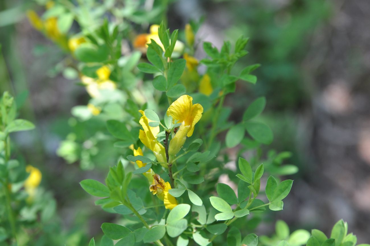 Изображение особи Chamaecytisus ruthenicus.