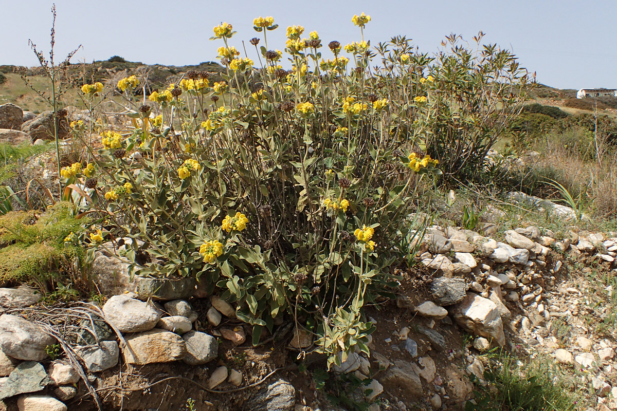 Изображение особи Phlomis fruticosa.