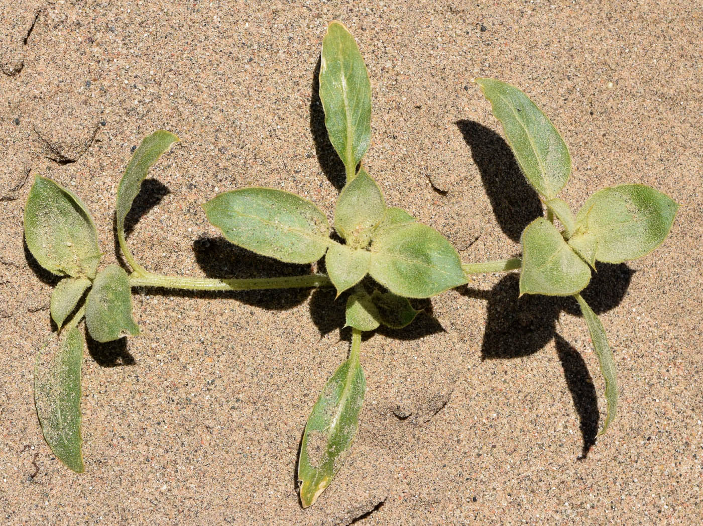 Изображение особи Agriophyllum latifolium.