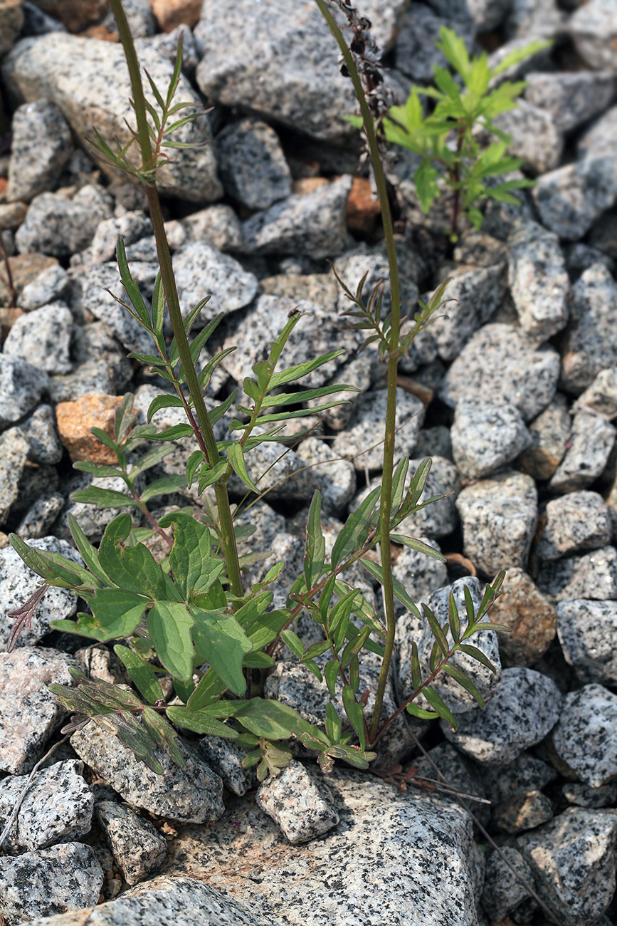 Изображение особи Valeriana alternifolia.