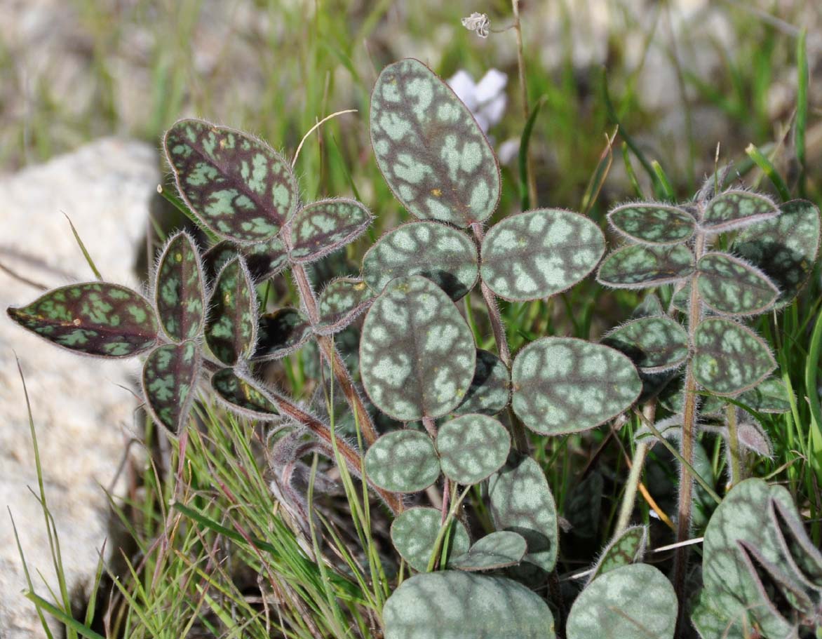 Image of Onobrychis venosa specimen.