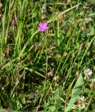 Dianthus deltoides